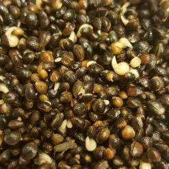 All-in Partikels Hennep