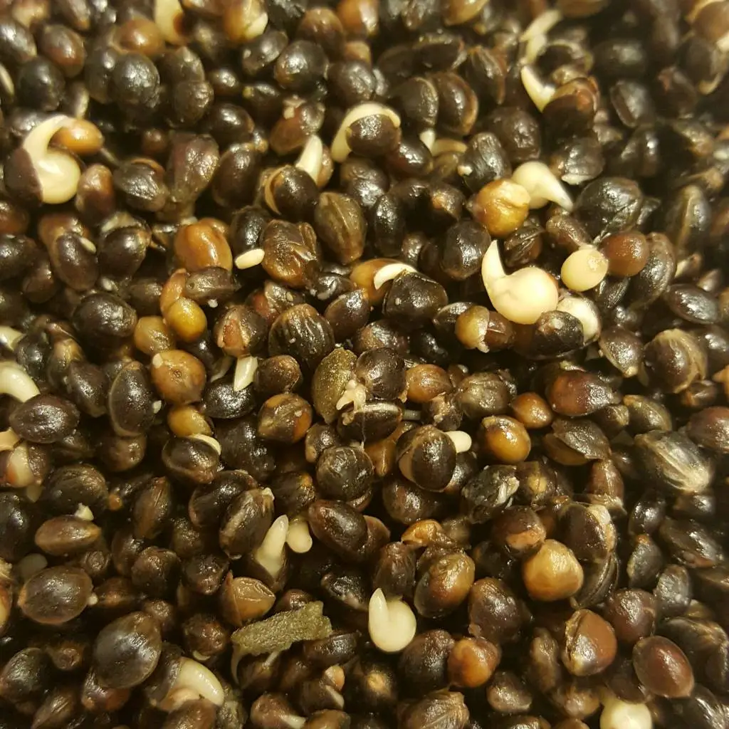 All-in Partikels Hennep 3 All-in Partikels Hennep