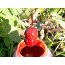 CCMOORE Liquid Robin Red -Exporteren Visser Gear Winkel ccmoore liquid robin red 2