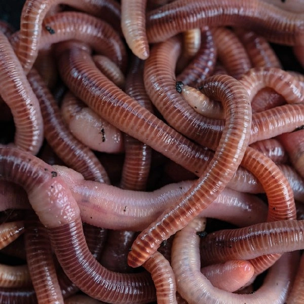 NASH Wormcell 500ml 4 NASH Wormcell 500ml - Afbeelding 2