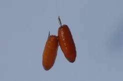 Spro Gamakatsu Onderlijnen Bkd-1810b Brasem Feeder -Exporteren Visser Gear Winkel spro gamakatsu onderlijnen bkd 1810b brasem feeder 2